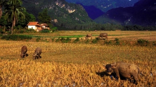 MAI CHAU TREKKING